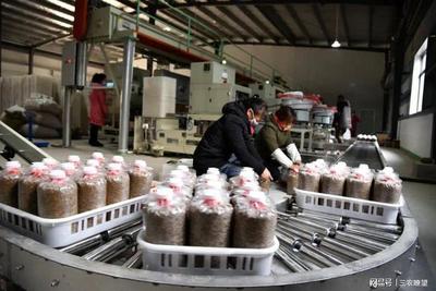 孟州化工鎮 小“菌棒”撬動大產業，精準咨詢助企業開拓廣闊市場